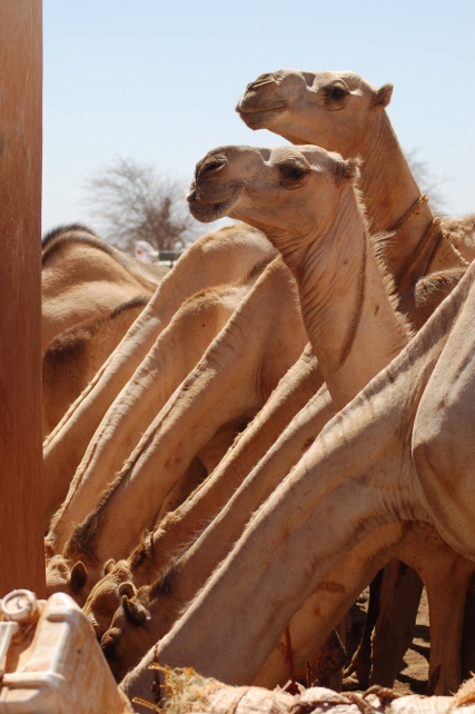 Camels drink at a well along the Kenya/ Somalia border. Somali herders often travel hundreds of miles on foot to reach the water in the drought-stricken region.